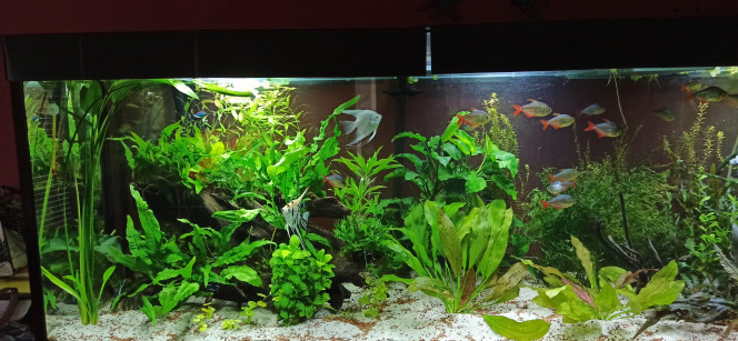 Remove 1ère partie. La gauche donc. 
L'idée est de rendre de l'espace et un confort de nage aux poissons.
Suppression de l'énorme racine centrale
Couché la racine de gauche qui est habillée avec les Microsorum. Les Echinodorus Argentinensis ont été arrachés, rajeunis et replantés en bouquet dans l'angle gauche. Les Anubias Caladifolia ont été montées sur pierres et occupent la vitre arrière avec l'espoir qu'elles montent. Trois d'entre elles sont parties dans le 360. Le Bolbitis Heudelottii est aussi  passé côté vitre.

3 h plus tard, le bac est redevenu transparent et il est évident que les poissons apprécient le changement.