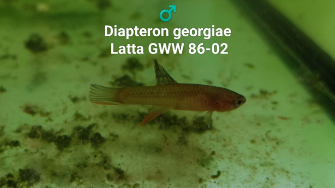 ♂️ Diapteron georgiae Latta GWW 86-02 Photo issus de mon bac 434