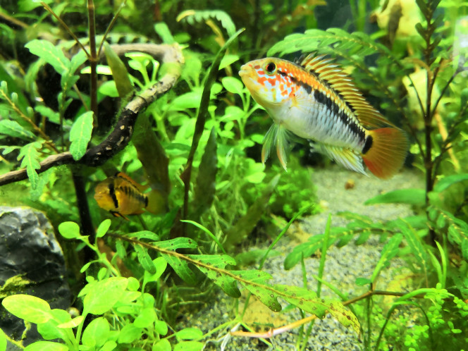  Fini la surveillance de la ponte... Ces deux là sont à nouveau totalement inséparables!