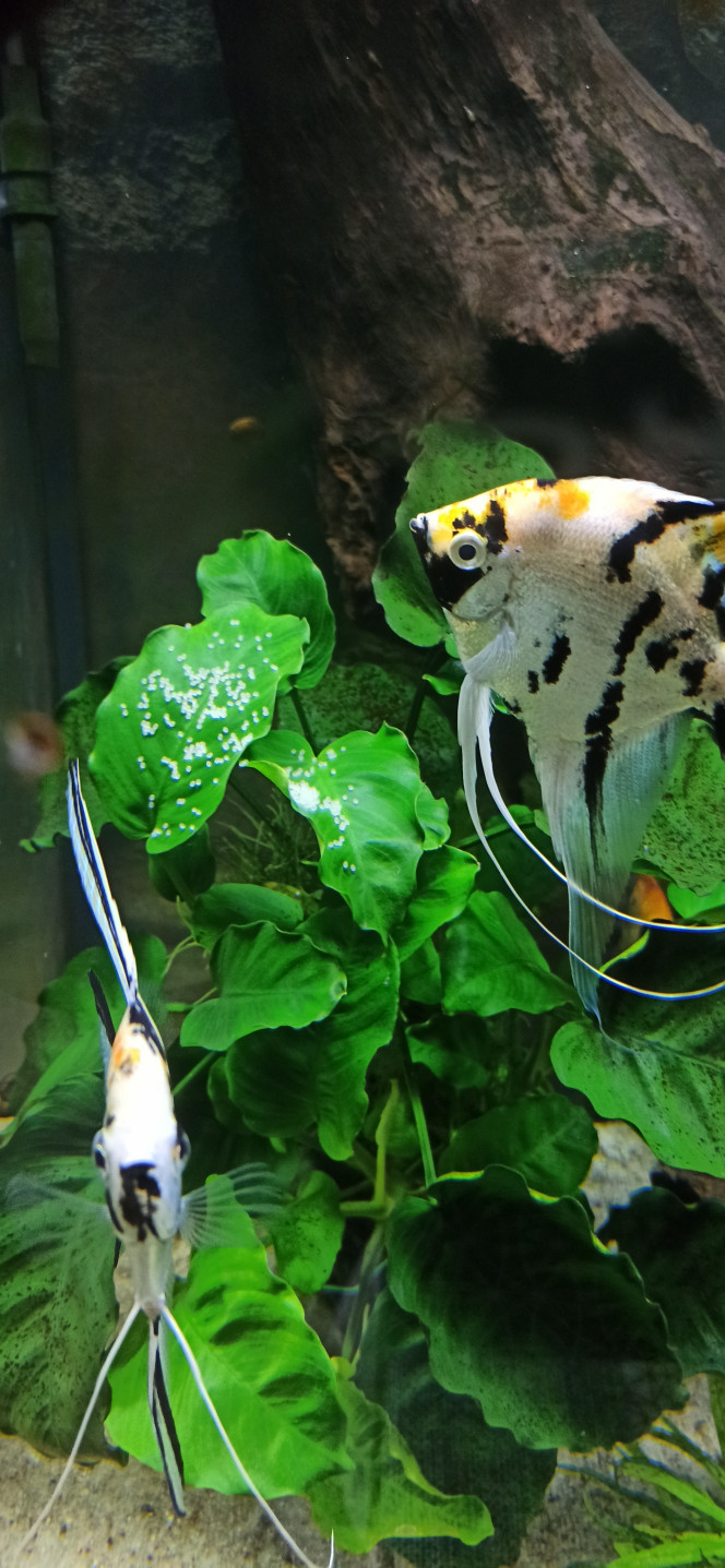 Golden Marble Comme de bien entendu, ils l'ont conservé 48h puis l'ont mangée. On verra si ça se passe mieux quand ils seront tout seuls.