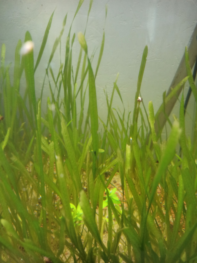 Juvénile Caridina ou Neocaridina ? Il y avait 2 Blue Dream et 2 Blue Tiger qui étaient grainées... Il n'y a plus qu'à attendre pour voir la couleur des yeux et je saurais l'espèce...