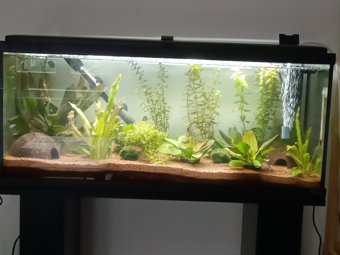 Rajout de quelques plantes supplementaire Des plantes de mon petit aquarium secondaire, ils ne manquent vraiment plus que les plantes flottantes.