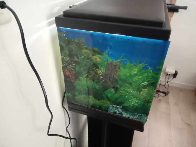 Ajout de posters J'avais un poster de 30 x 60 cm sous la main, je l'ai coupé en 2 pièces de 30 x 30.
Je les ai placés sur le côté, en espérant que cela aidera les poissons à se sentir plus à l'aise. Je verrais demain pour acheter un poster pour l'arrière.