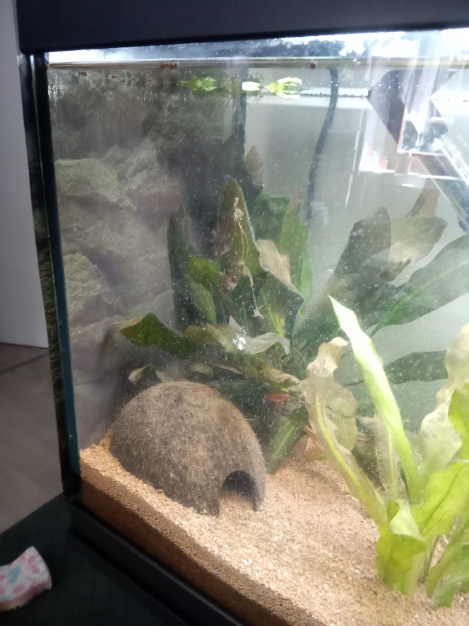 Ajout de posters J'avais un poster de 30 x 60 cm sous la main, je l'ai coupé en 2 pièces de 30 x 30.
Je les ai placés sur le côté, en espérant que cela aidera les poissons à se sentir plus à l'aise. Je verrais demain pour acheter un poster pour l'arrière.