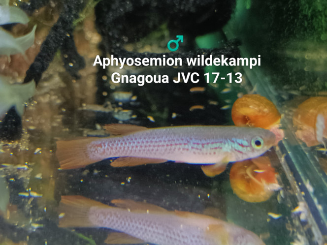 ♂️ Aphyosemion wildekampi Gnagoua JVC 17-13 Photo issus de mon bac 242