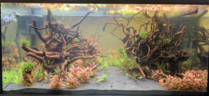 Ajout Rasbora Arlequin 