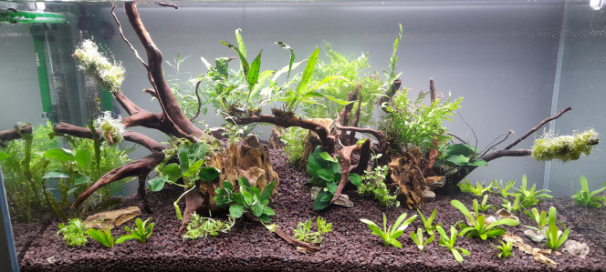 Mise en eau ! Punaise planter dans la pouzzolane est un calvaire ! ;)