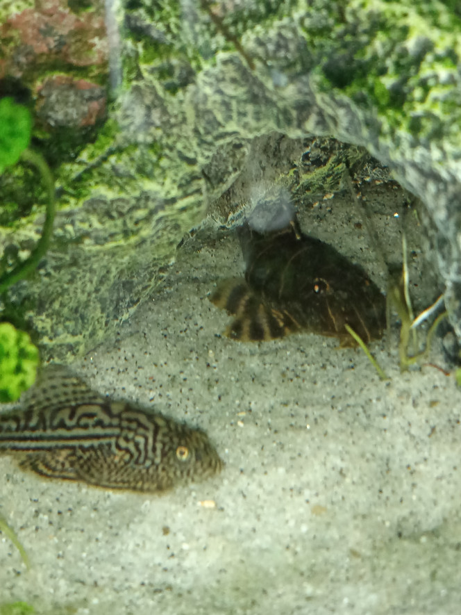 Panaqolis maccus Ancistrus de 10cm max
Poisson magnifique mais très timide si vous avez des cachette vous le verrez que très rarement