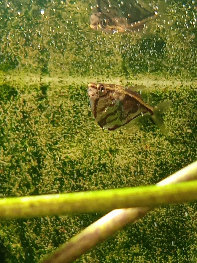 Carnegiella strigata (poisson acheté) Attention je saute.en banc peut avoir des conflits pour la nourriture ou les femelles et fait sauter les autres de l'aquarium peut ossi arrivée à l'éclairage ou pandent l'entretien doit avoir un bac couvert .