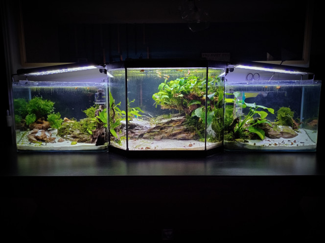NEW SCAPE Voilà le résultat du nouveau scape.