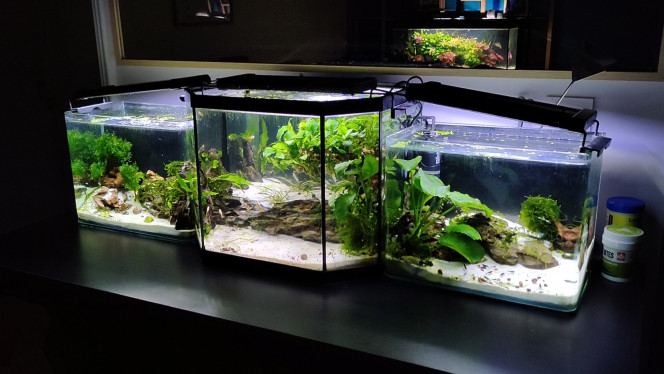 NEW SCAPE Voilà le résultat du nouveau scape.