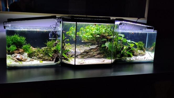 NEW SCAPE Voilà le résultat du nouveau scape.