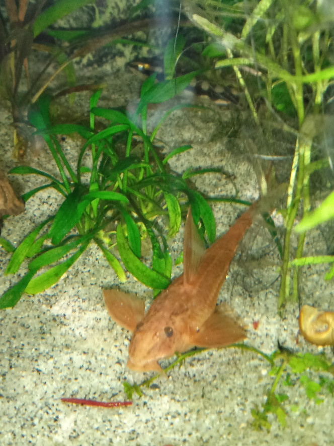 Rineloricaria SP.red ( loricarïdae) Poisson brouteur très paisible taille max 12cm longévité 10 ans .5 dans le bac de 2.5 ans très paisible j'adore c'est poisson ils broute tout la journée sont pas farouche et les voir ce déplacer en fessant des petits bon et toujours un plaisir le soir viennent au sol car très friands de vers de vase rouge robuste et aucun problème avec les autres espèces.