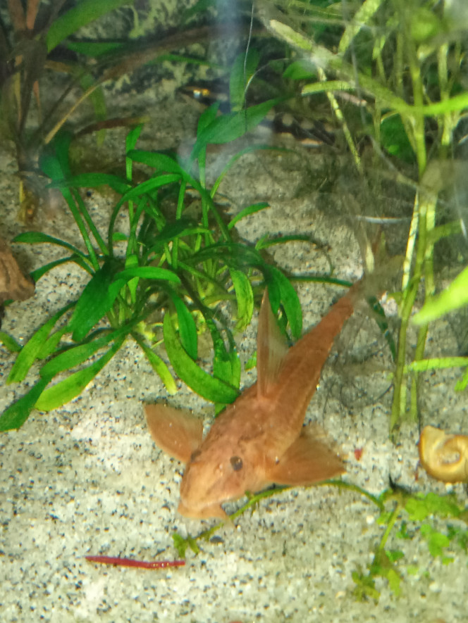 Rineloricaria SP.red ( loricarïdae) Poisson brouteur très paisible taille max 12cm longévité 10 ans .5 dans le bac de 2.5 ans très paisible j'adore c'est poisson ils broute tout la journée sont pas farouche et les voir ce déplacer en fessant des petits bon et toujours un plaisir le soir viennent au sol car très friands de vers de vase rouge robuste et aucun problème avec les autres espèces.