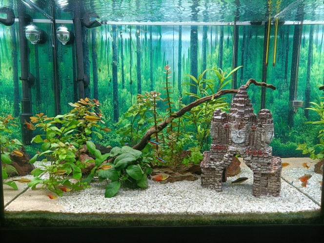 Asiaquarium Nouvelle configuration du décor, faut que ça pousse maintenant... Tout le monde se porte bien !