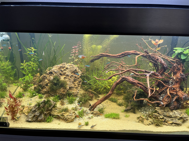 Photographie du post de Omez78 