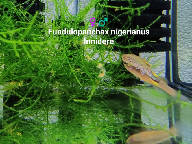 ♀️♂️ Fundulopanchax nigerianus Innidere A peine arrivée mon couple ♀️♂️ Fundulopanchax nigerianus 
Innidere 
Commence à frayer ! 
T° : 26.5 
Conductivité : 81