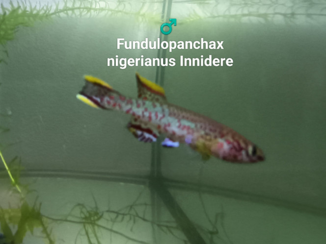 ♂️ Fundulopanchax nigerianus Innidere ♂️ 
Fundulopanchax nigerianus 
Innidere