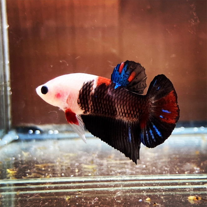 Photographie du post de Nalia 