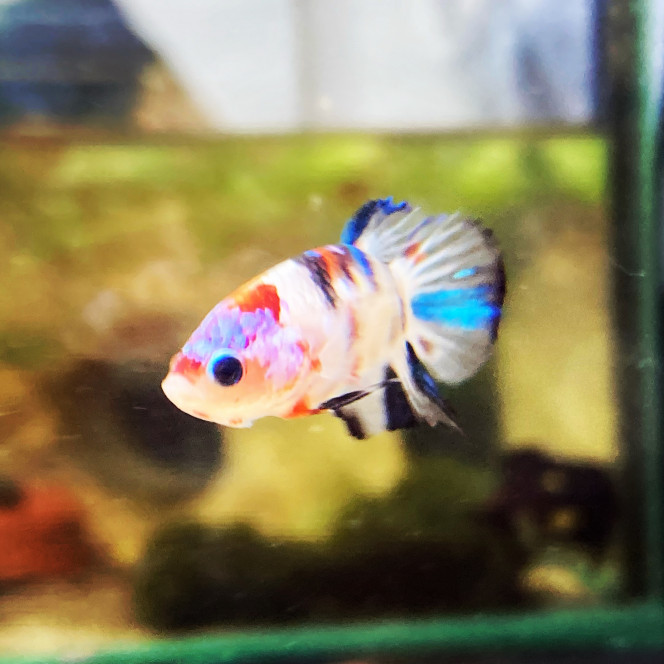 Photographie du post de Nalia 