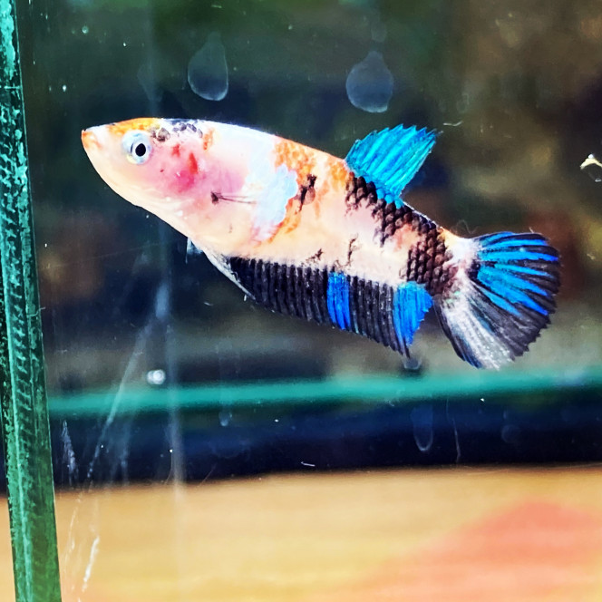 Photographie du post de Nalia 