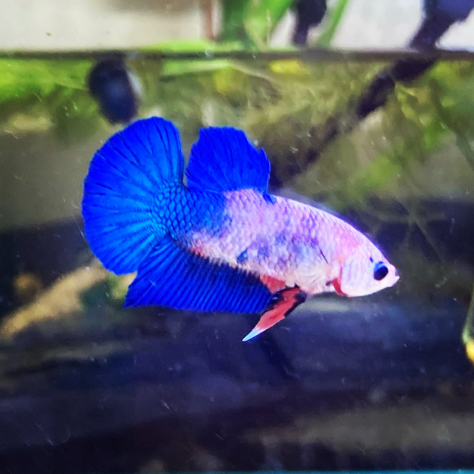 Photographie du post de Nalia 