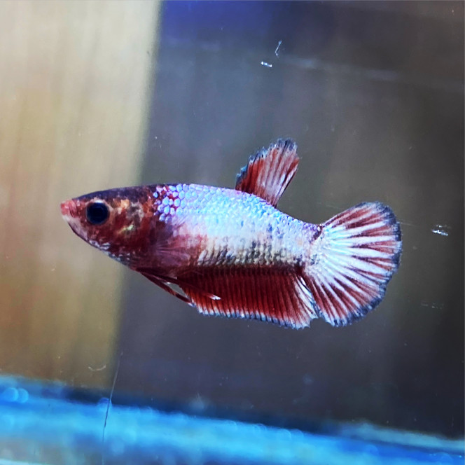 Photographie du post de Nalia 