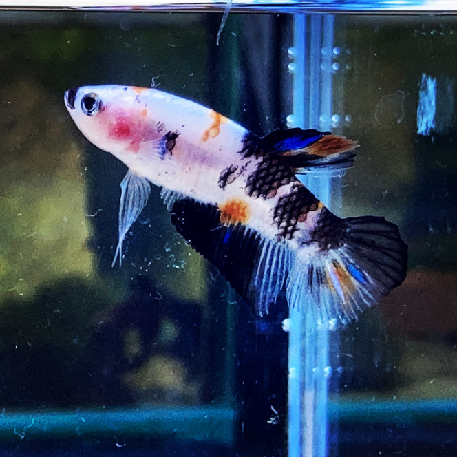 Photographie du post de Nalia 