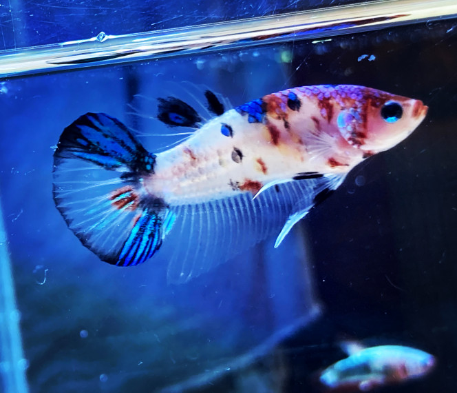 Photographie du post de Nalia 