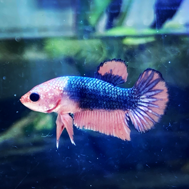 Photographie du post de Nalia 