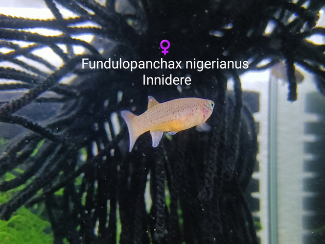 Fundulopanchax nigerianus Innidere Photo issus de mon bac 442