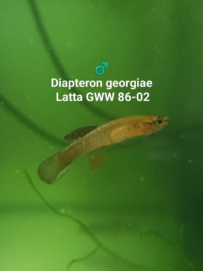 ♂️ Diapteron georgiae Latta GWW 86-02 Photo issus de mon bac 434
