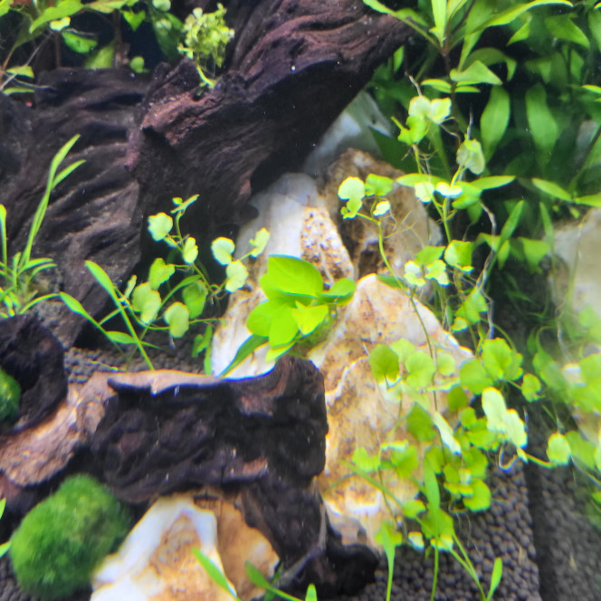 Aqua Tower 163 Pro Ajout de quelques plantes dans le bac pour plus de diversité, plus de relief, plus de plaisir =)