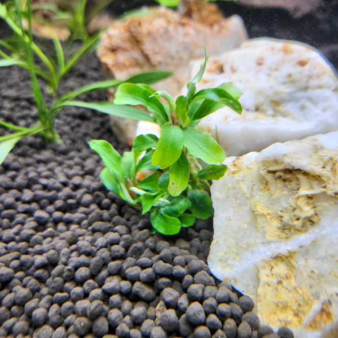 Aqua Tower 163 Pro Ajout de quelques plantes dans le bac pour plus de diversité, plus de relief, plus de plaisir =)