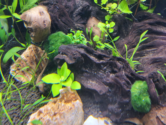 Aqua Tower 163 Pro Ajout de quelques plantes dans le bac pour plus de diversité, plus de relief, plus de plaisir =)