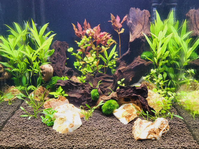 Aqua Tower 163 Pro Ajout de quelques plantes dans le bac pour plus de diversité, plus de relief, plus de plaisir =)