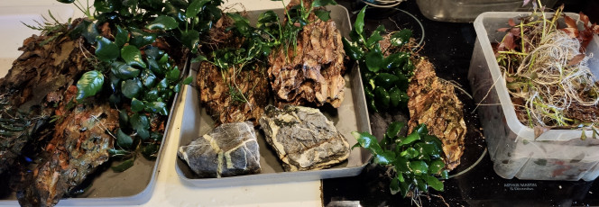 Photographie du post de TortueGeniale91 