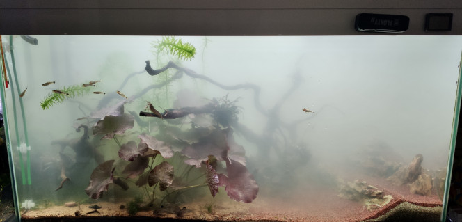 Photographie du post de TortueGeniale91 