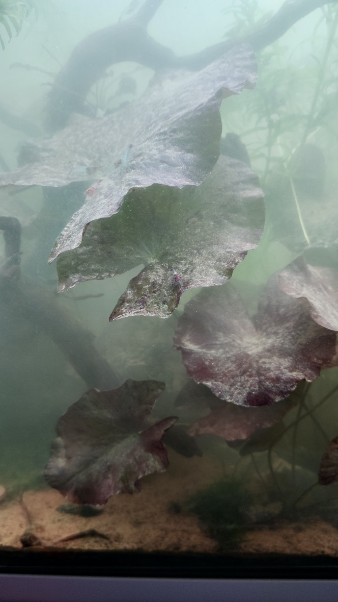 Photographie du post de TortueGeniale91 