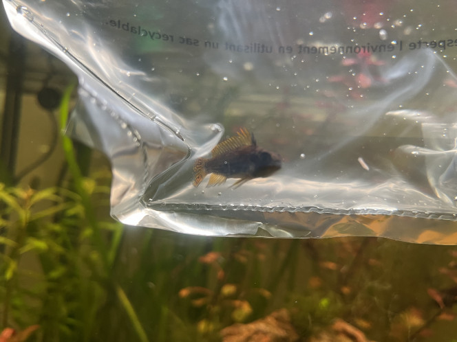 Photographie du post de Omez78 