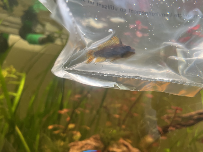 Photographie du post de Omez78 