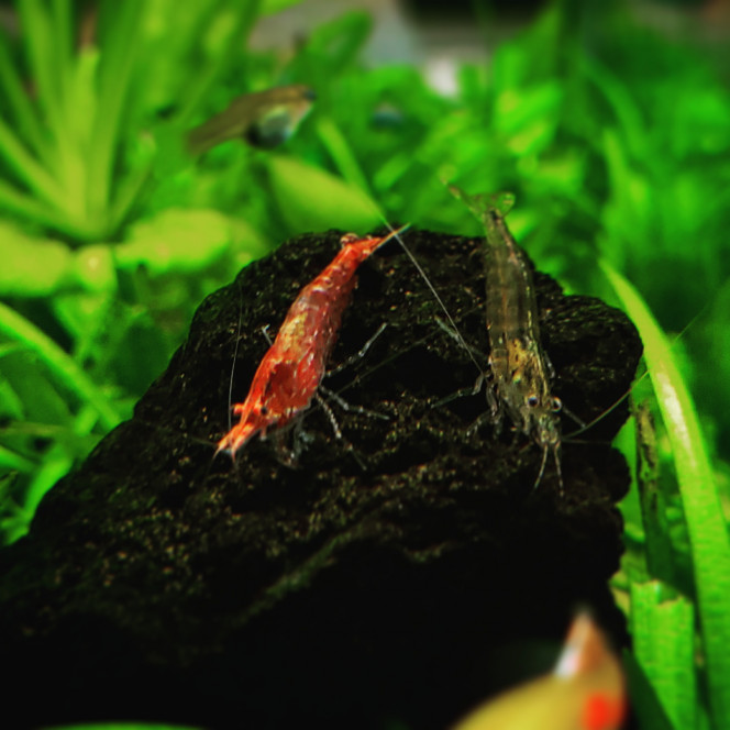 Photographie du post de Lulu82 