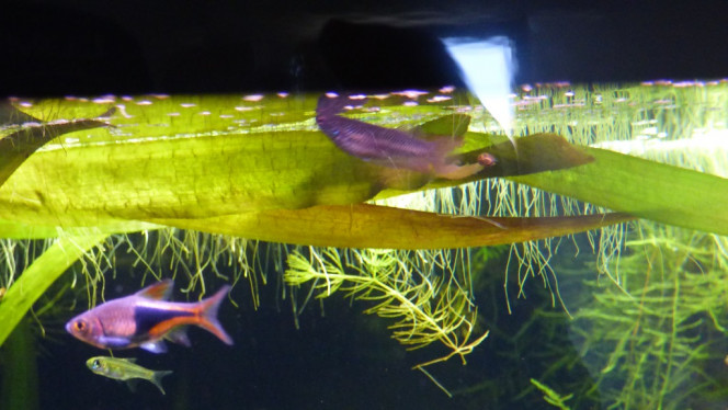 Photographie du post de Lorenz83 