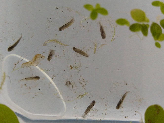 Les oeufs sont arrivés d'Allemagne le 16 mai 2022 Ils ont grossi et se sont développés durant la semaine de transport! Ombre et chaleur dans une bouteille d'eau fraîche bien protégée par tout un ensemble de cartons. Du travail de pro!