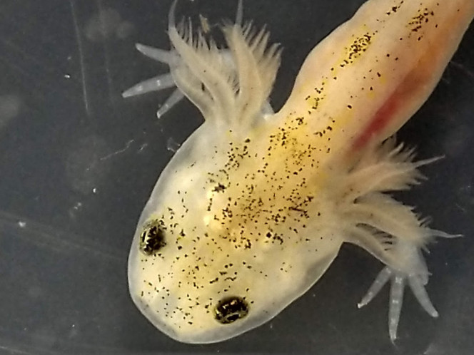 L'articulation du coude est nette - Tous les doigts sont visibles Le petit axolotl peut se poser nettement sur ses pattes avant. On voit qu'il essaie d'avancer en les utilisant peu à peu. Toujours pas de pattes arrières ce qui lui donne une allure chaloupée amusante!