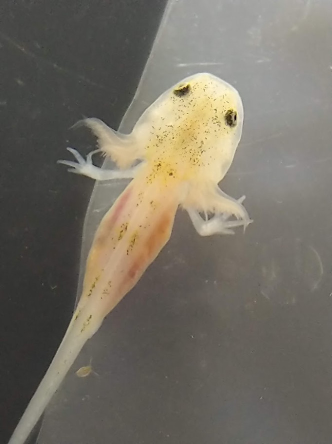 L'articulation du coude est nette - Tous les doigts sont visibles Le petit axolotl peut se poser nettement sur ses pattes avant. On voit qu'il essaie d'avancer en les utilisant peu à peu. Toujours pas de pattes arrières ce qui lui donne une allure chaloupée amusante!