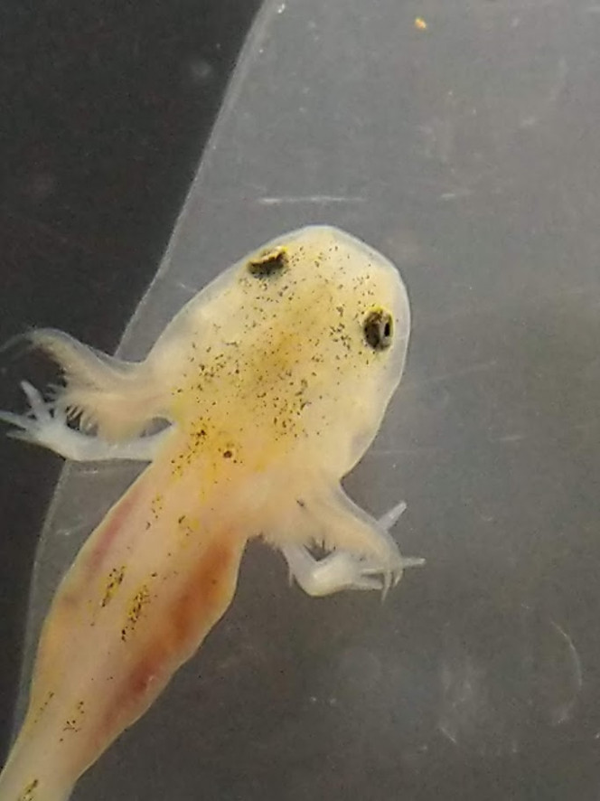 L'articulation du coude est nette - Tous les doigts sont visibles Le petit axolotl peut se poser nettement sur ses pattes avant. On voit qu'il essaie d'avancer en les utilisant peu à peu. Toujours pas de pattes arrières ce qui lui donne une allure chaloupée amusante!