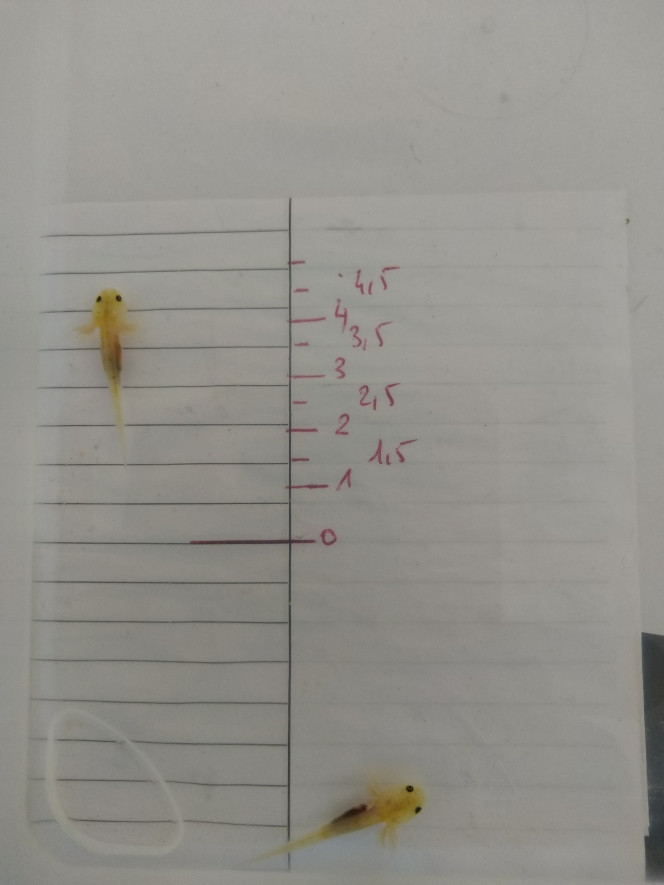 Ils font tous au moins 3 cm d'après l'échelle au fond du bac. 