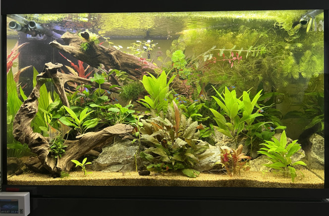  La jungle