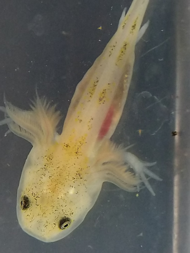 Les pattes arrières sont bien visibles sur un axolotl leucistique d'un mois 